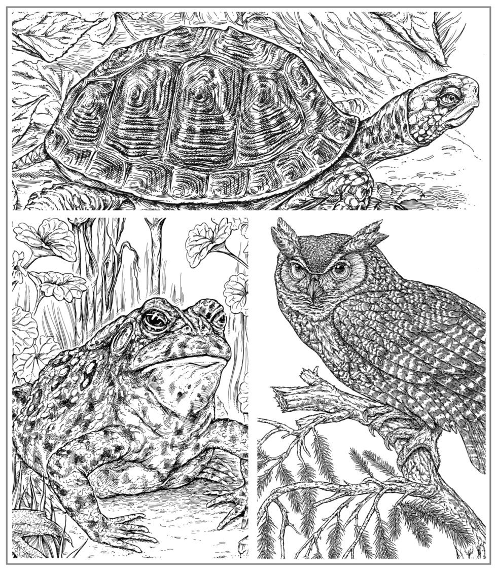 Exploring Pen and Ink Phelps Mandalas